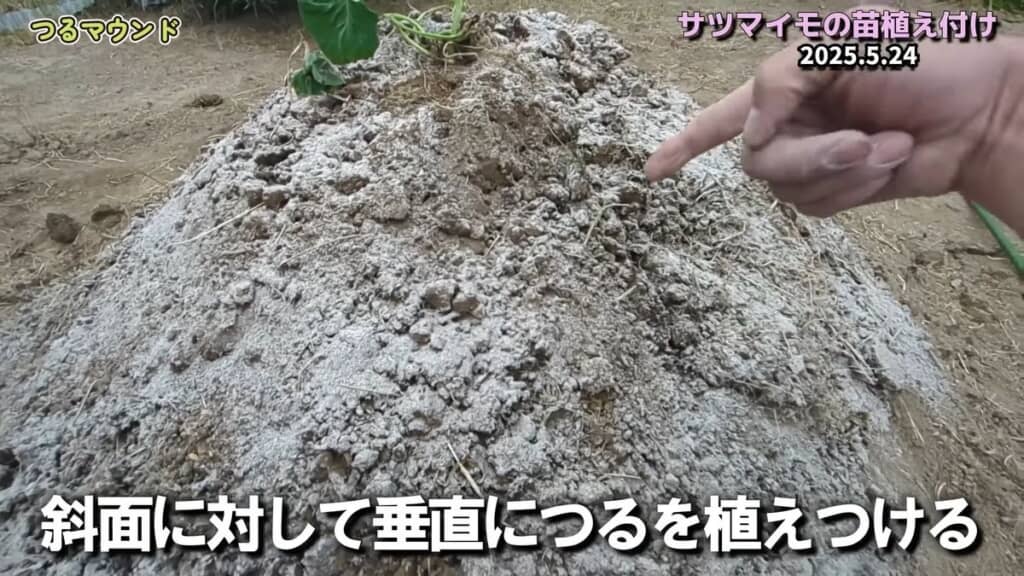 マウンドの斜面に対して垂直にツルを植える
