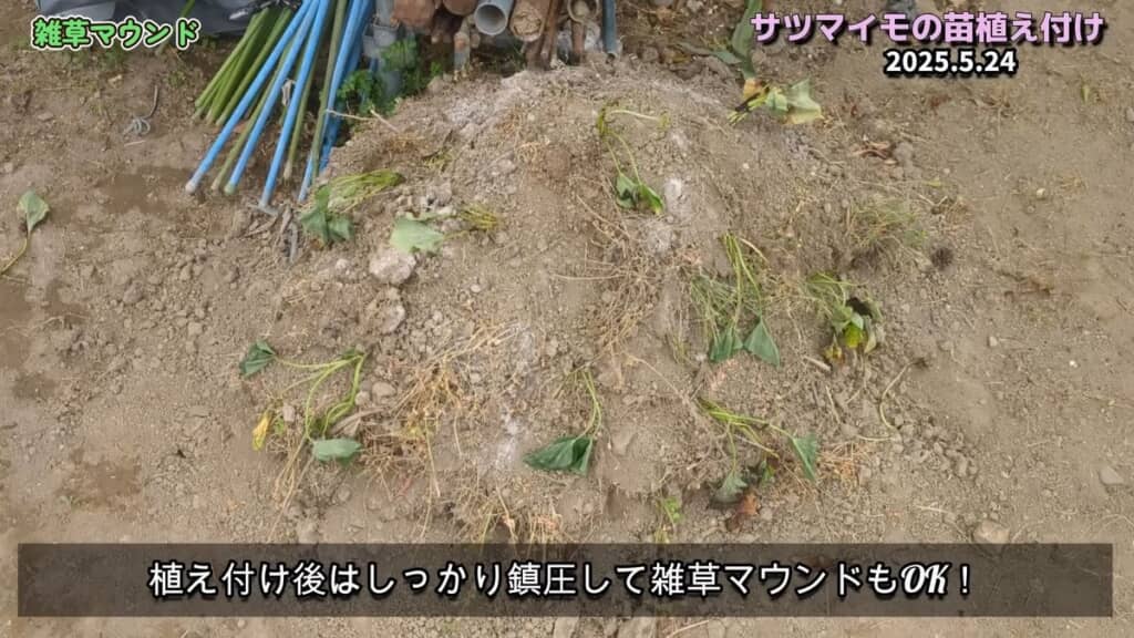 苗を植え付けた直後の雑草マウンド