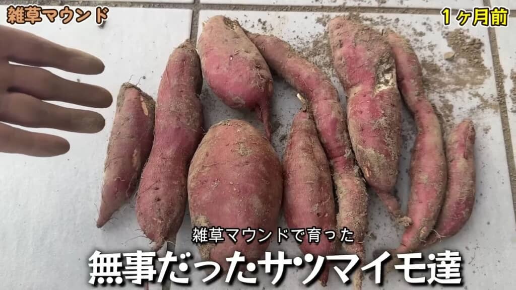 雑草マウンドから採れたサツマイモ