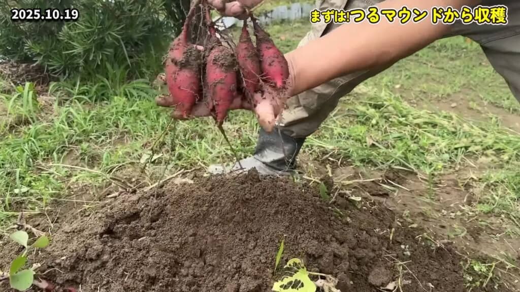 つるマウンドから採れた小ぶりなサツマイモ