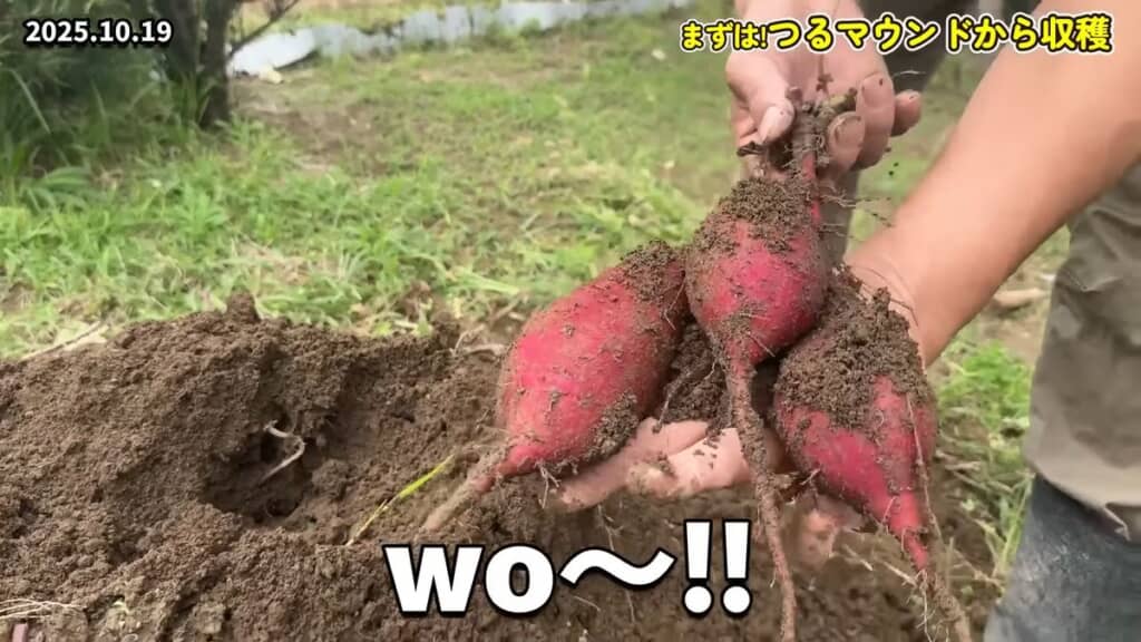 つるマウンドから採れた大きなサツマイモ