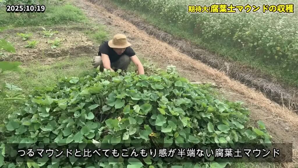 葉がびっしりと生えている腐葉土マウンド