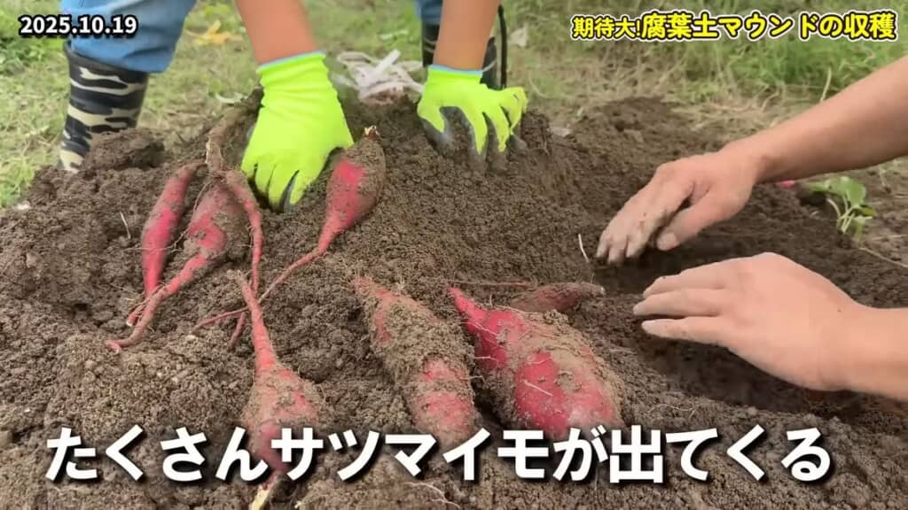 大きなサツマイモがゴロゴロ出てくる