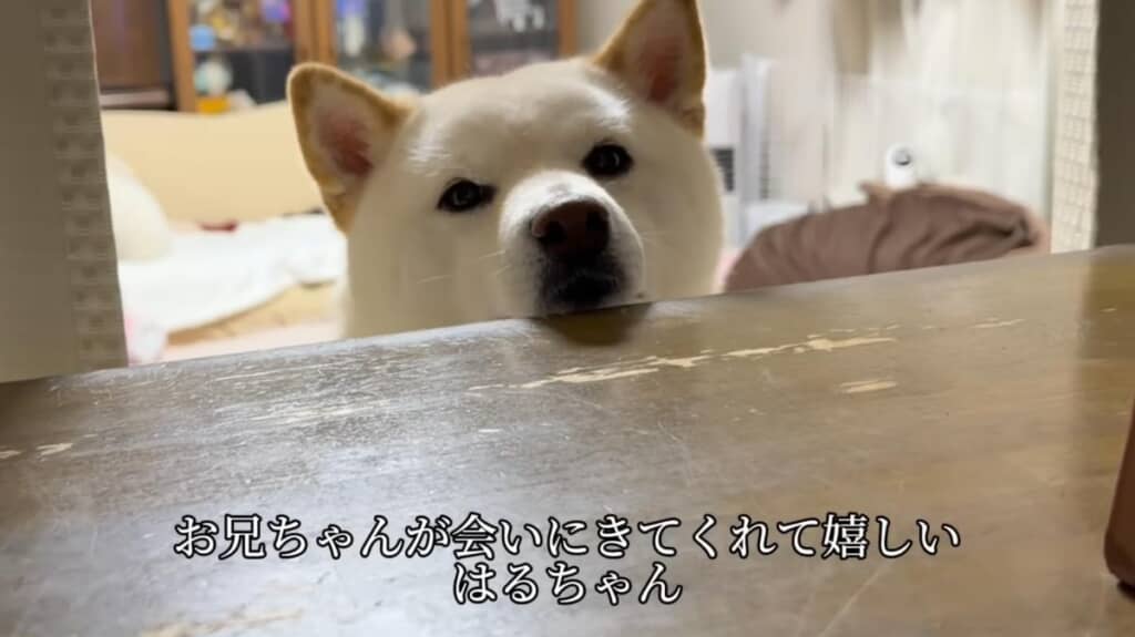 お兄ちゃんが会いに来てくれてウキウキ