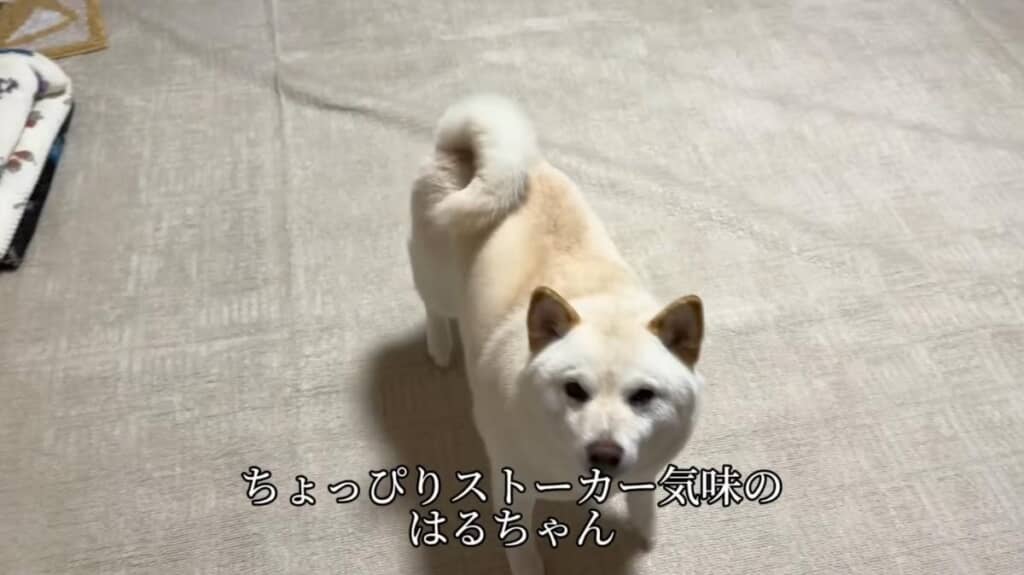ちょっぴりストーカー気質なところも