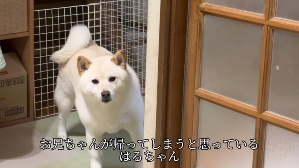 お別れの時間が近づき、寂しそうなはるちゃん