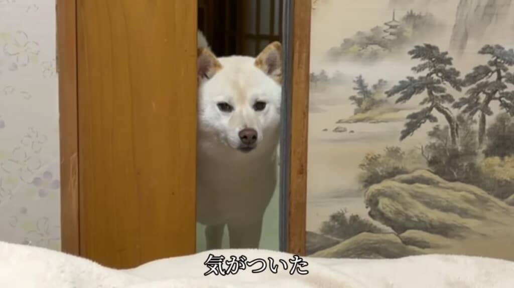 驚いた様子のはるちゃんが登場