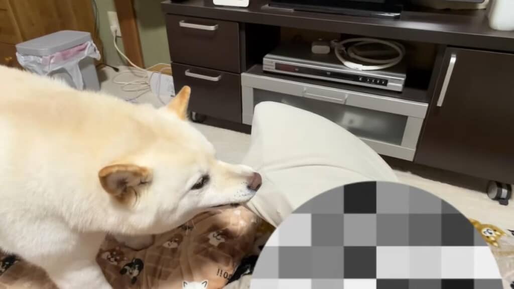 ブチ切れ状態でまくらに八つ当たり