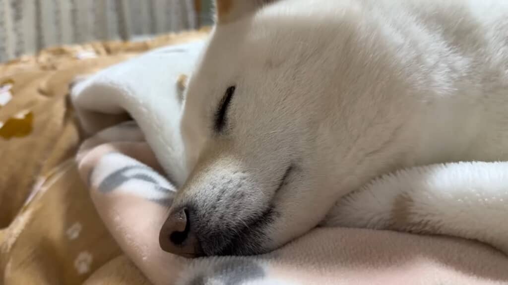 怒り疲れて寝てしまったはるちゃん