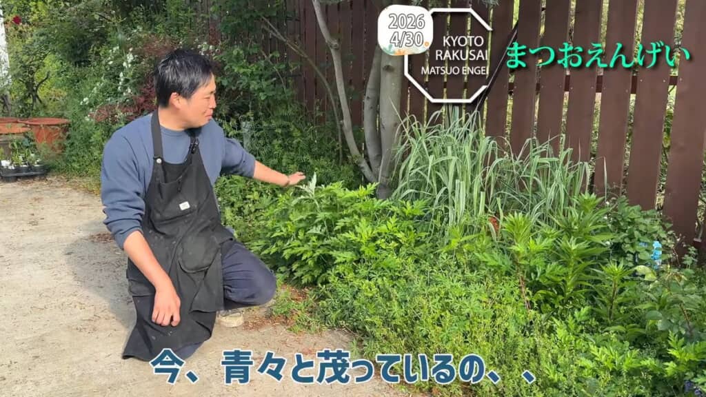 花壇に生えたたくさんの雑草