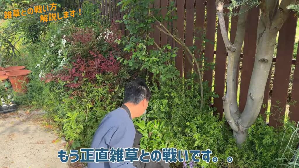 木の株元に生えている雑草を引き抜く