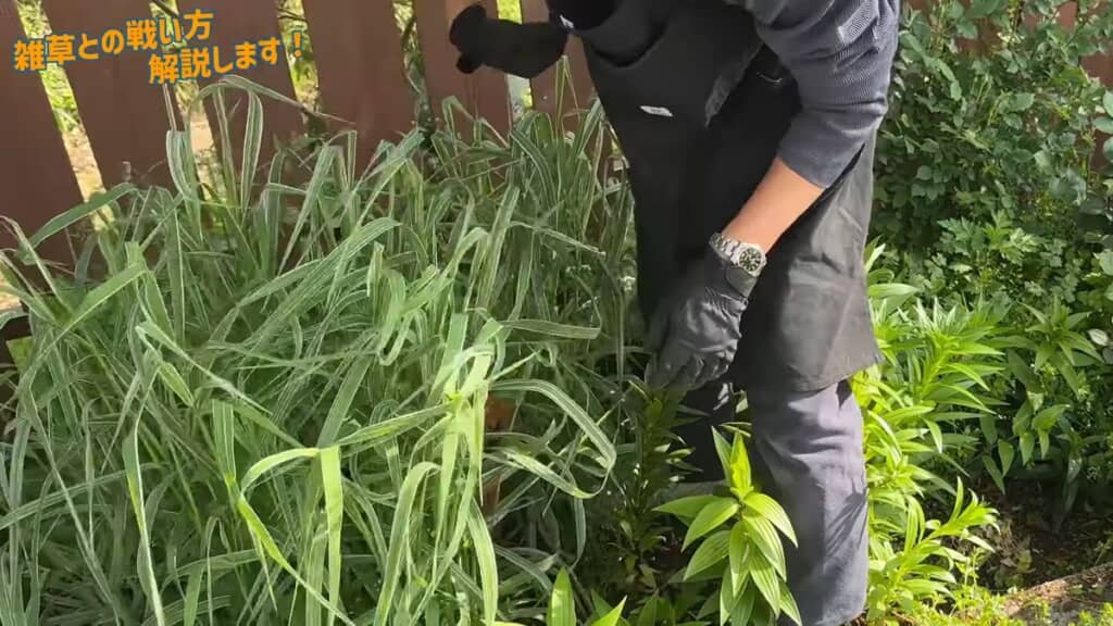 ススキに覆われて見えなくなったメギの鉢植え