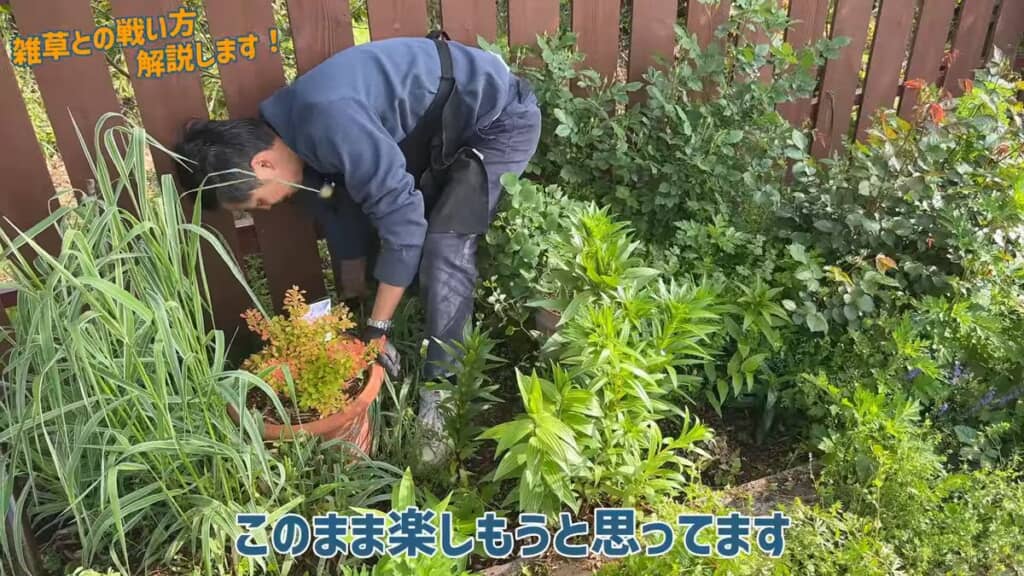 見えるようになったメギの鉢植え