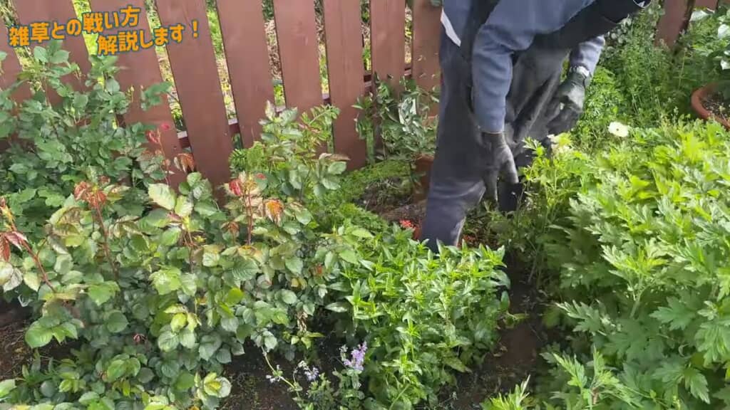 植物の境目をハッキリさせるように雑草を引き抜く