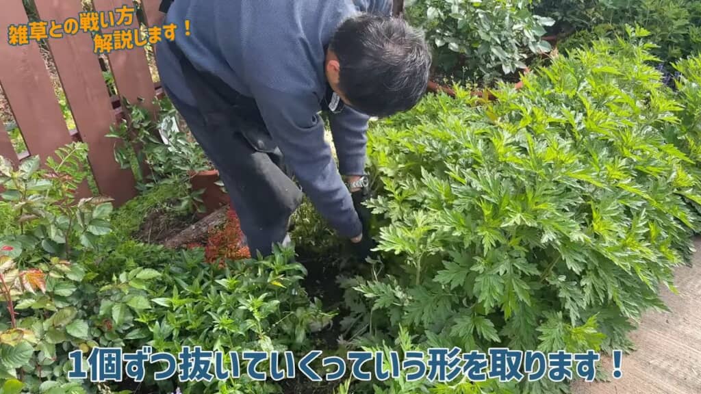 ヨモギは1株ずつ抜く