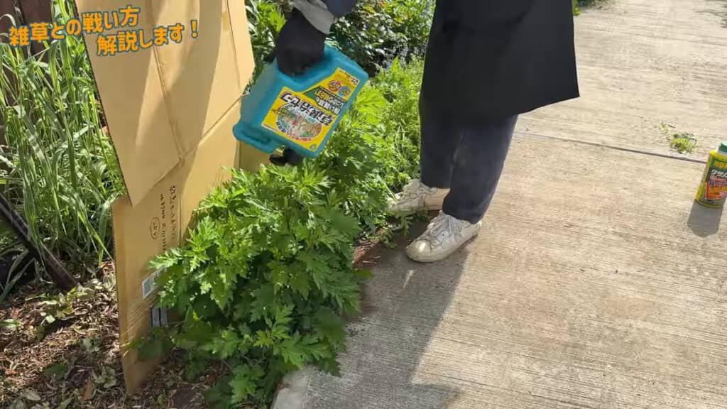 段ボールでガードしながら除草剤を雑草にかける