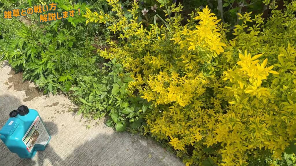 境目があいまいで雑草以外にもかかりそうな状況
