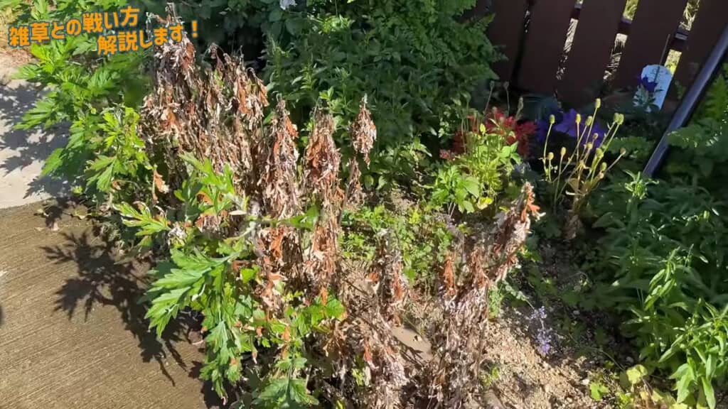 除草剤をかけて10日後の枯れた一年草