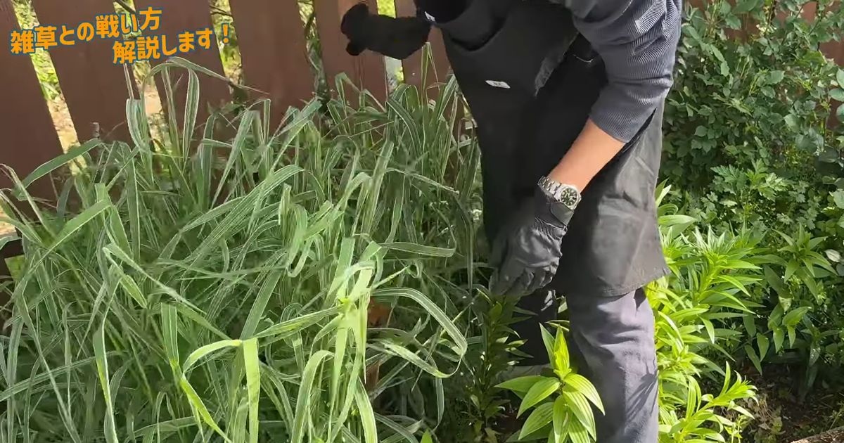 数週間で雑草ボーボーになった花壇→プロ直伝の“今すぐできる対策”に「ありそうでなかった」「とても参考になりました」(1/3) | ライフハック ねとらぼ