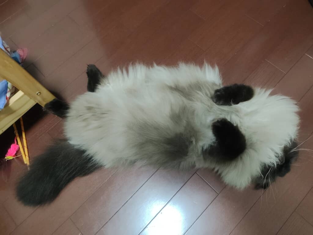おなかを思いっきり出して寝転ぶ麦ちゃん。圧巻のもふもふさが伝わってくる1枚