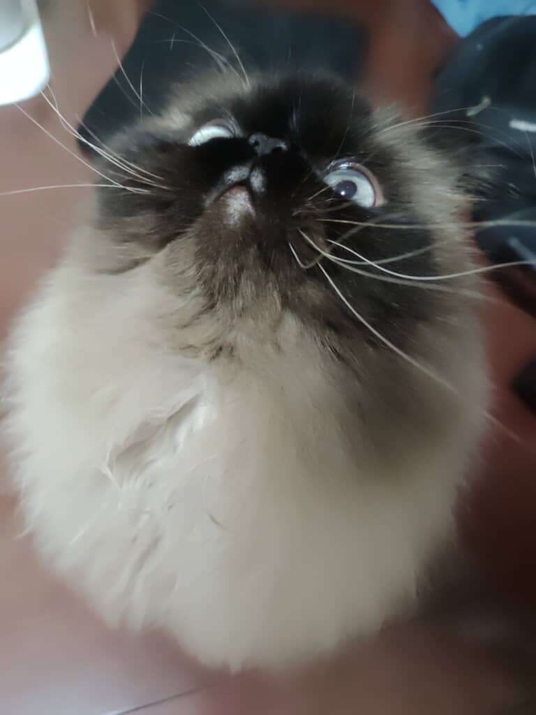 頭をぐっと上げてこちらを見下ろすような視線の麦ちゃん。鋭い目つきもかわいい