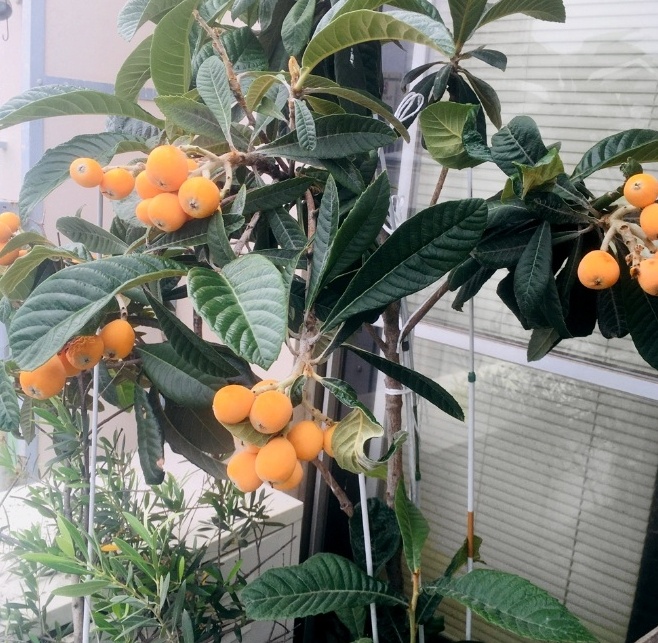 ベランダに植えたビワの現在は……?