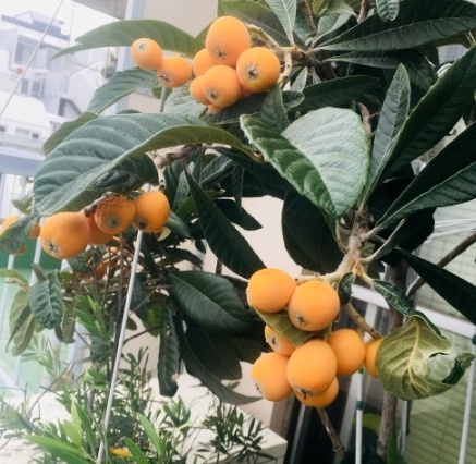 大きく育ったビワの木