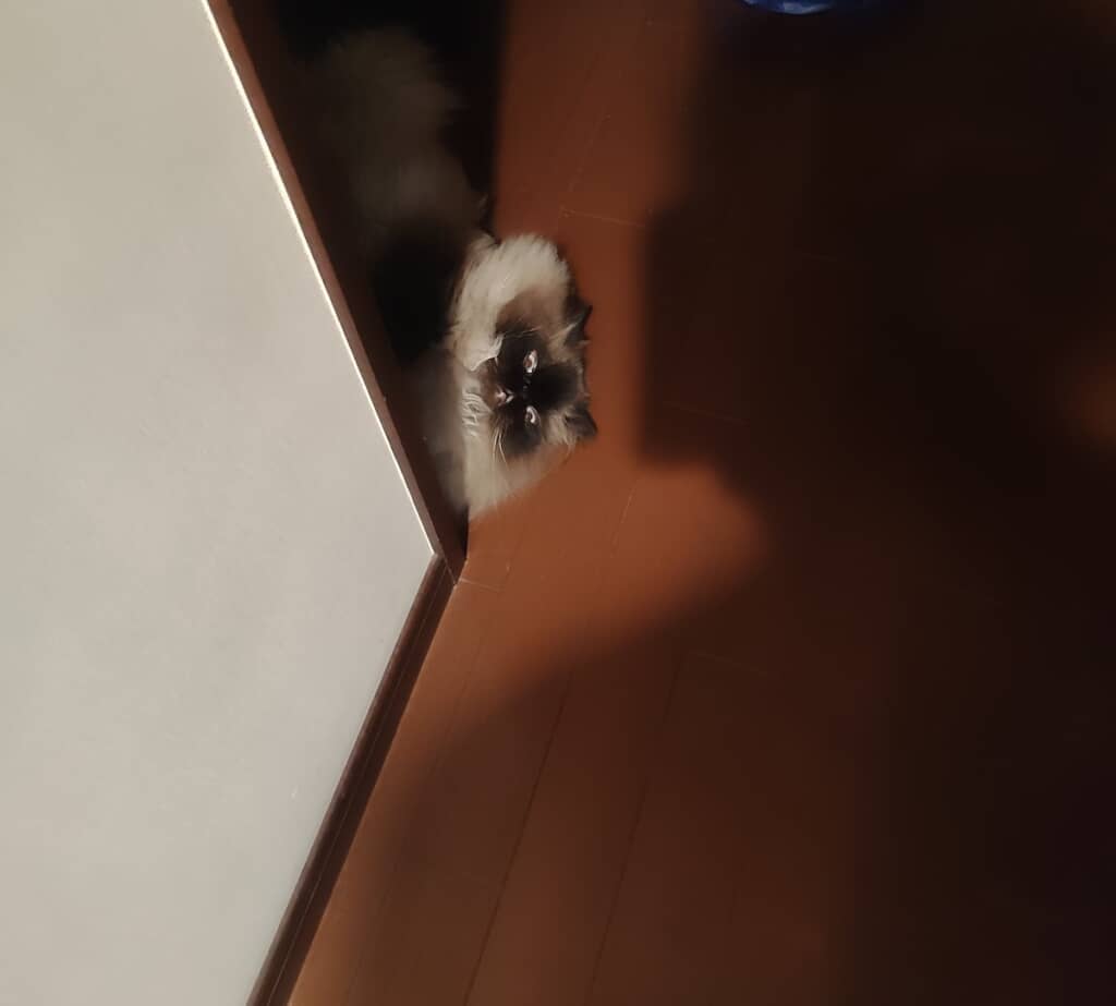麦ちゃんが床に転がってこちらをにらんで（？）いました