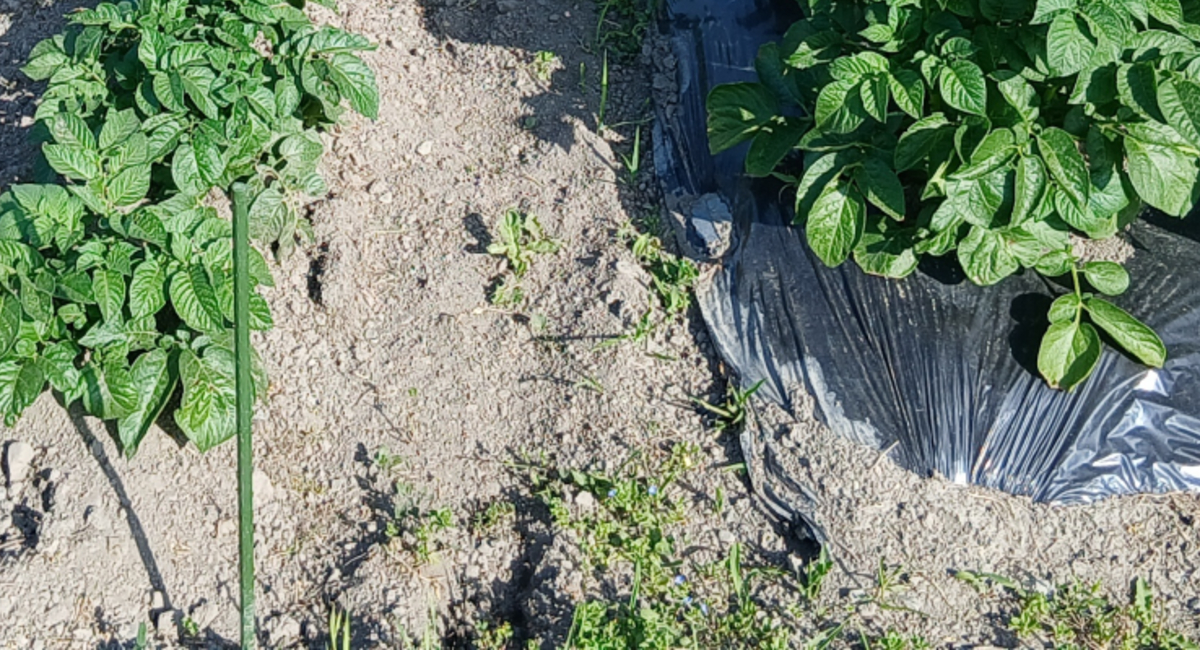 ←野菜作りでマルチシートを使わない場合 使った場合→ 驚きの事実に「知りたくなかった」「二度とやらんって思える」(1/3) | ライフスタイル ねとらぼ