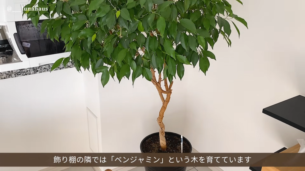 家族から受け継いだベンジャミン