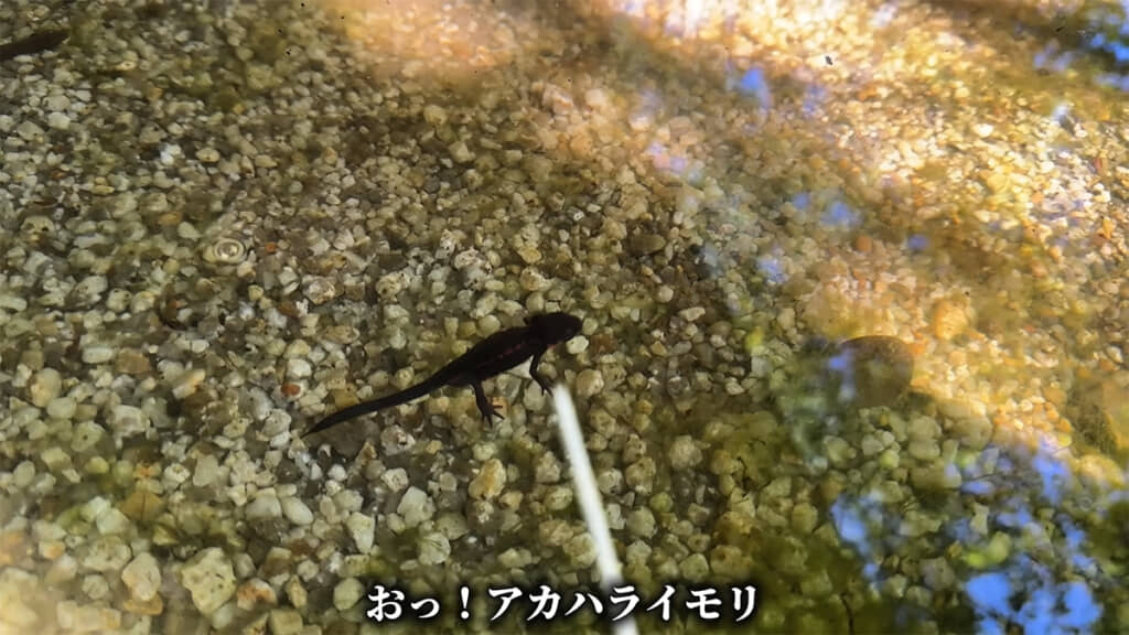 在来の両生類「アカハライモリ」を発見