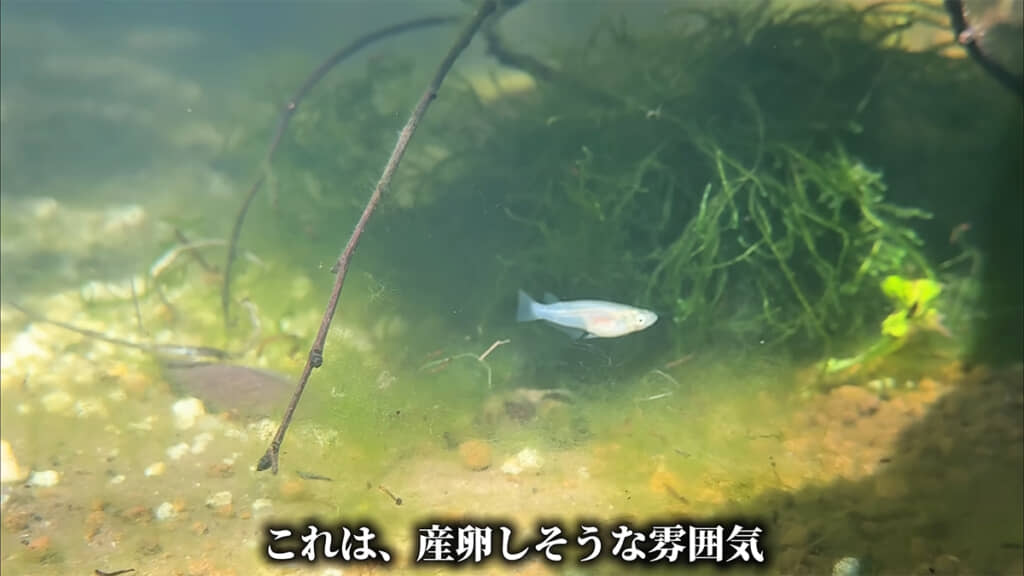 産卵しそうなメダカの姿もありました