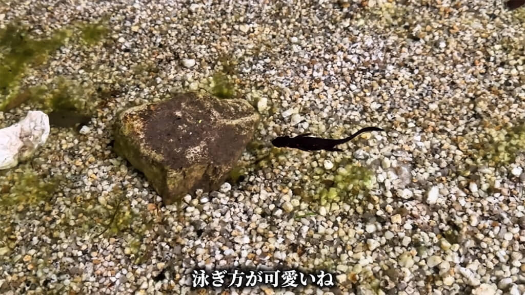 しっぽを動かして泳ぐ姿がかわいい