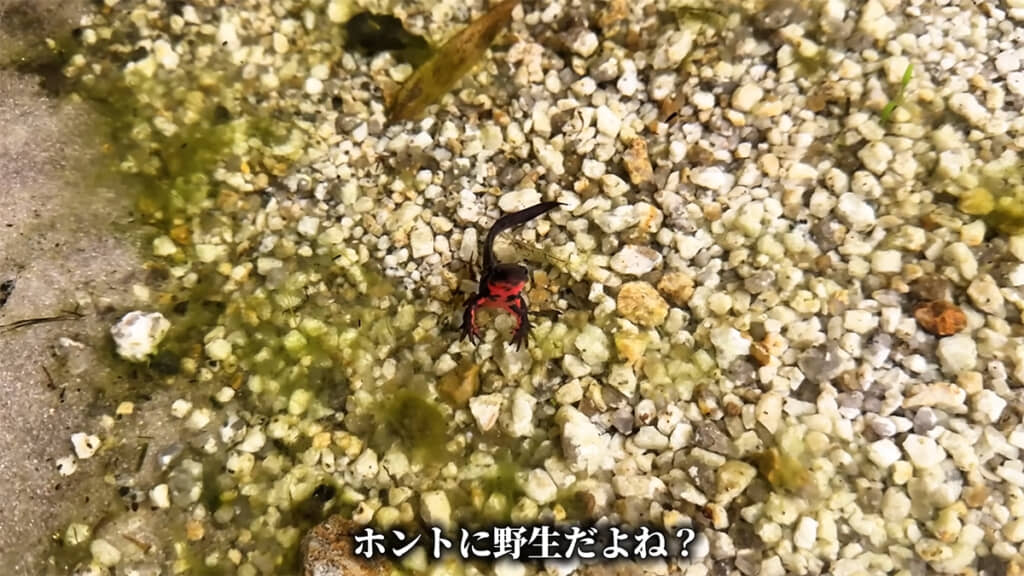 なぜか投稿主さんを見つめるアカハライモリ