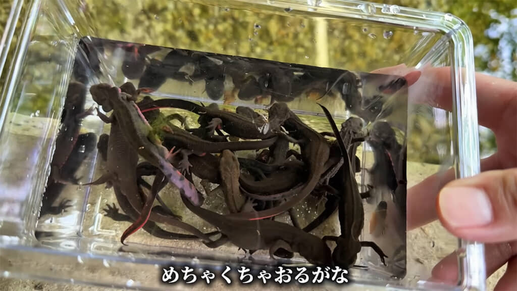 とんでもない数です