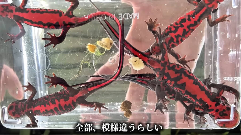 名前の由来になっている、赤色のおなかを観察できました