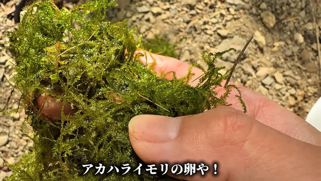 ウィローモスにアカハライモリの卵が付いていました