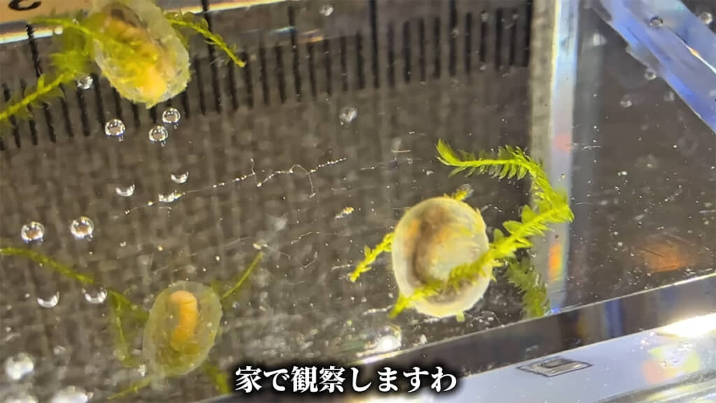 アカハライモリの卵は、どのようにふ化するのでしょうか