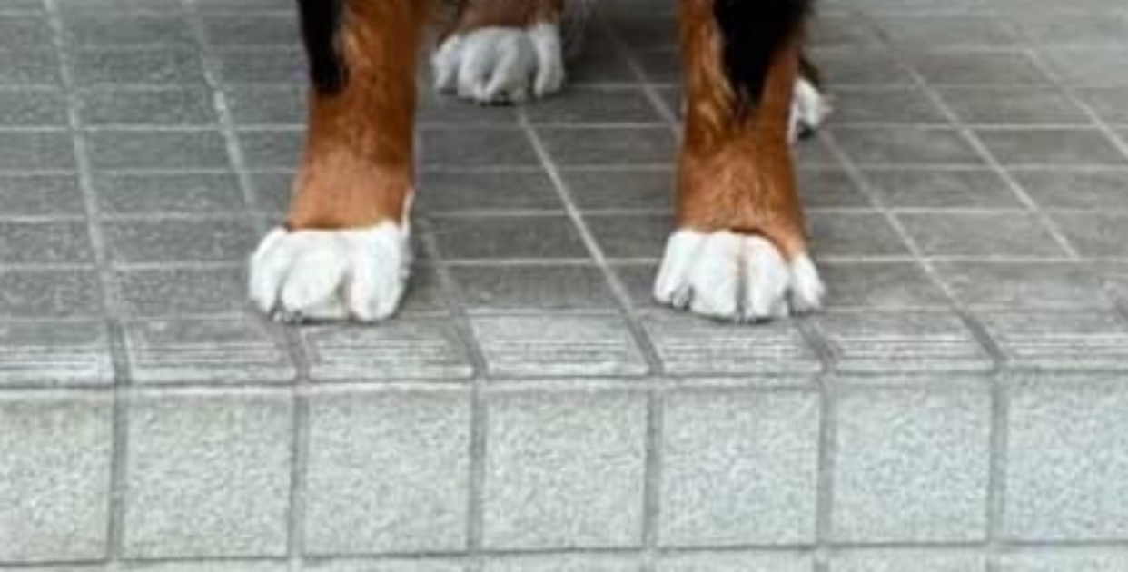 宅配の人に「今日は何もないよ～」と言われた大型犬→“1秒後の表情”に「配達なくても寄っちゃうな」「近所のアイドルやん」（1/3） | 犬 ねとらぼ