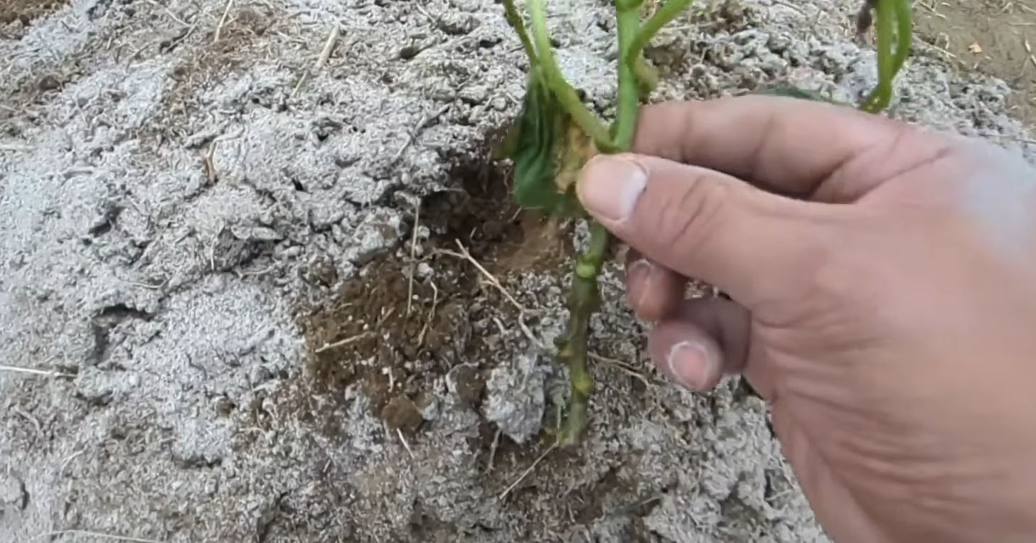 畑に作った“小さな山”→サツマイモの苗を植えて5カ月後……　過去イチの大収穫に「目からウロコ」「やってみたい」（1/3） | その他生き物 ねとらぼ