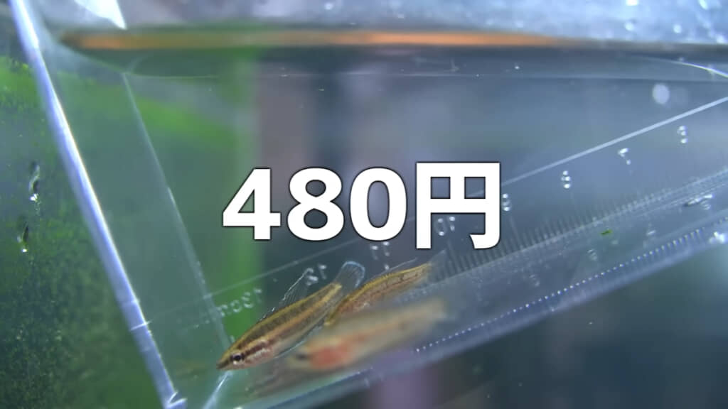 1匹480円で3匹購入