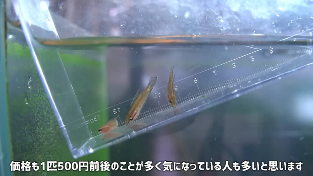 購入時のリコリスグラミー