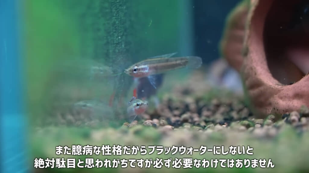 ブラックウォーターは必須ではない