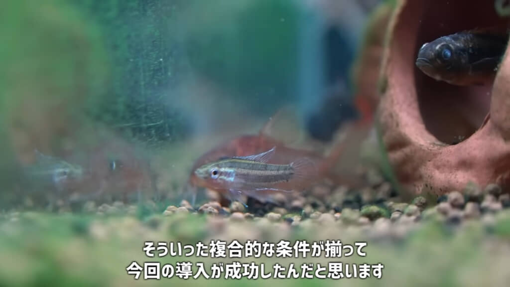 ほかの生体と一緒の水槽で飼育