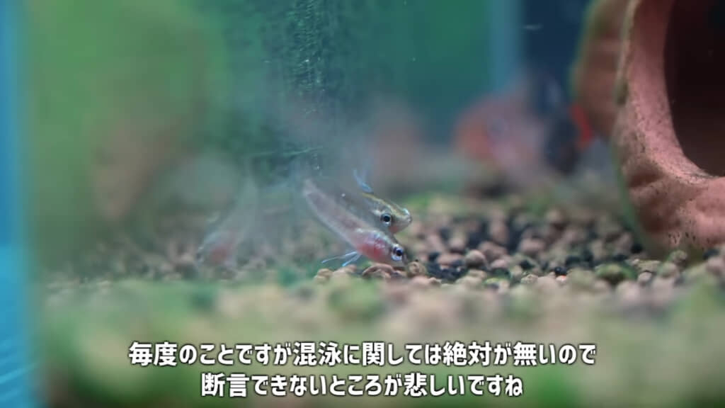 何かを食べている様子
