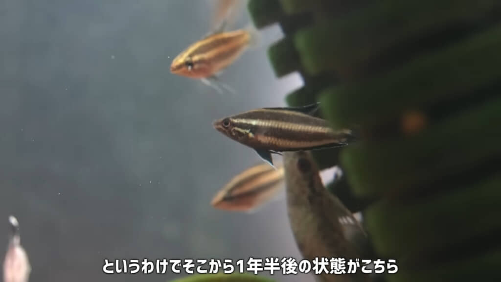 くっきりとしたストライプ柄に成長