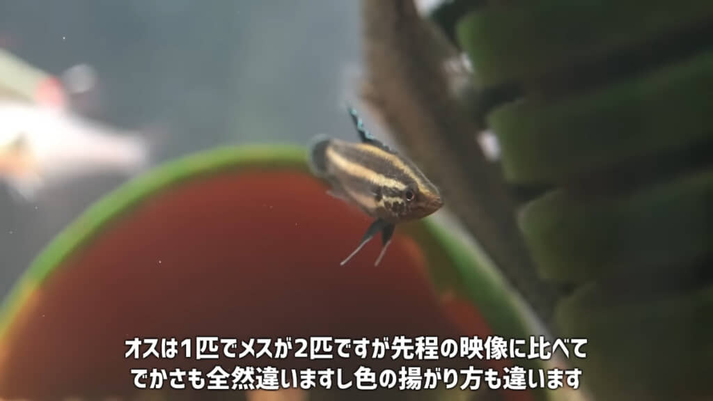 オスのヒレは青く光る