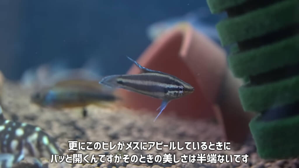 今回、ヒレを開いた姿は撮影できなかった