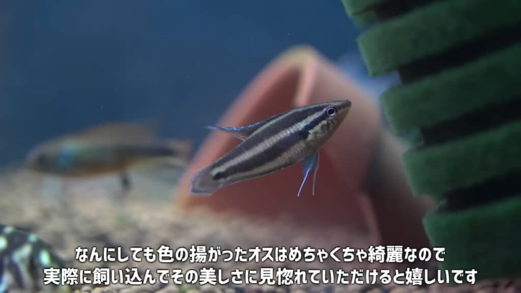 色を引き出せたオスはとてもキレイ