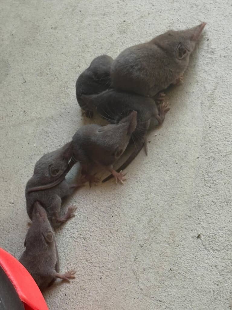 トガリネズミの行列